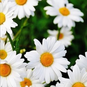 Meet your Posher, Valery